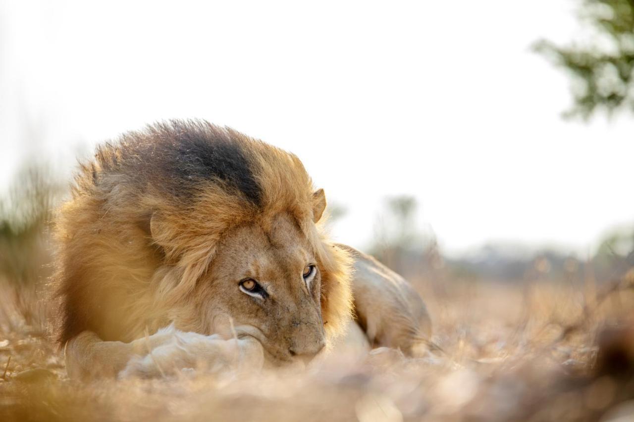 הוילה Kapama Game Reserve Jabulani Safari מראה חיצוני תמונה