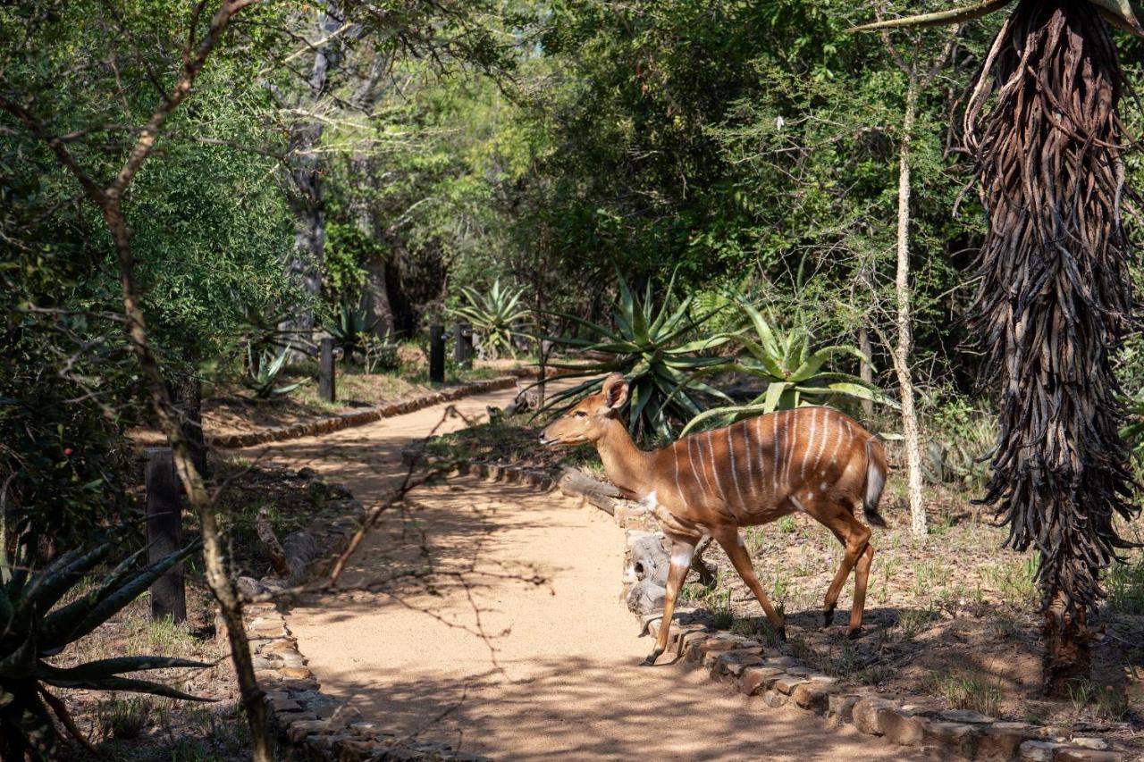 הוילה Kapama Game Reserve Jabulani Safari מראה חיצוני תמונה